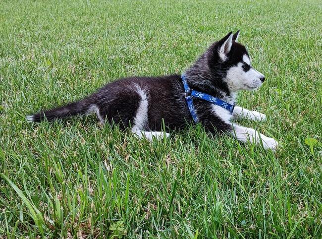 Cudowne szczeniaczki Siberian husky z rodowodem