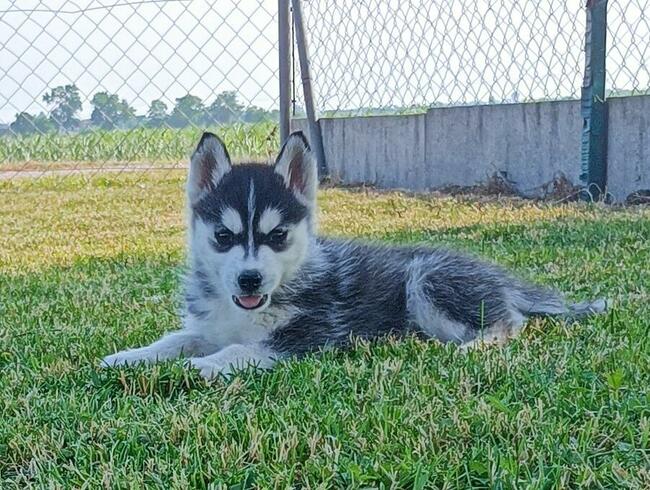 Cudowne szczeniaczki Siberian husky z rodowodem