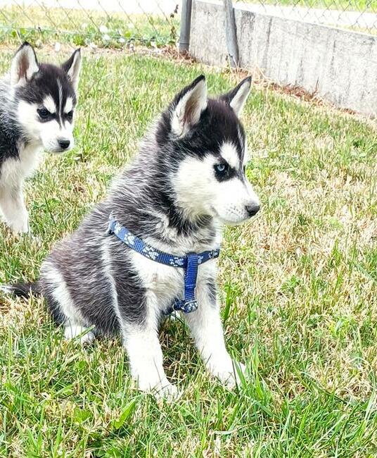Cudowne szczeniaczki Siberian husky z rodowodem