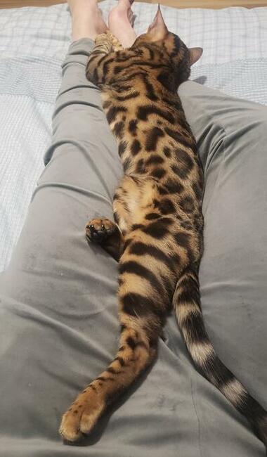 Reproduktor kot bengalski