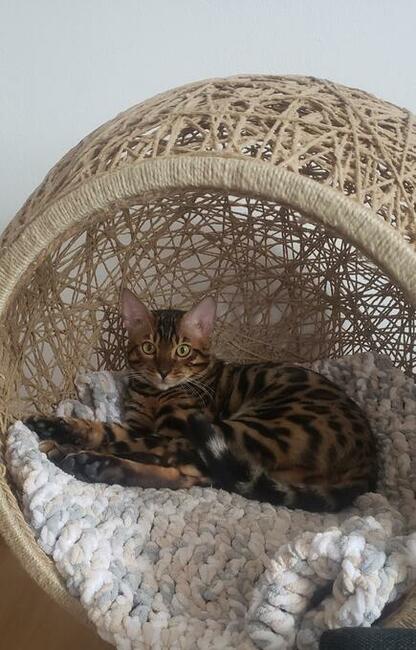 Reproduktor kot bengalski