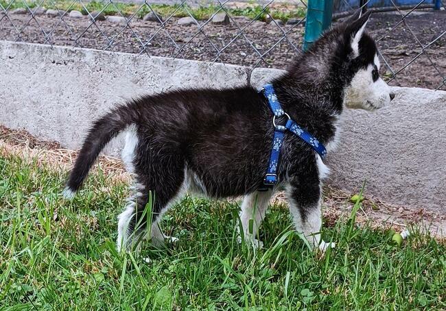 Cudowne szczeniaczki Siberian husky z rodowodem
