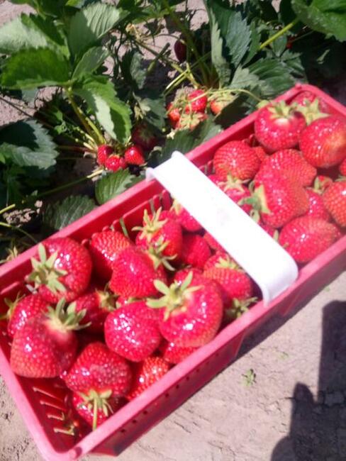 SZKÓŁKA sadzonek truskawek 0,60 gr ( rachunek na dotacje)