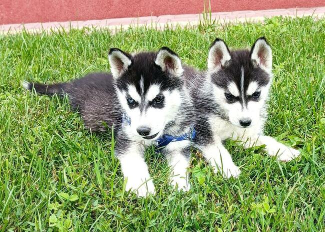 Cudowne szczeniaczki Siberian husky z rodowodem