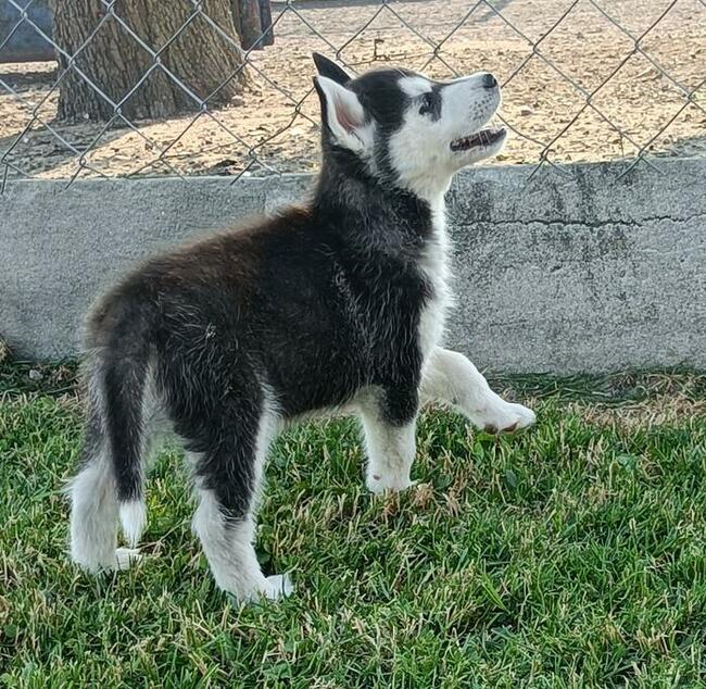 Cudowne szczeniaczki Siberian husky z rodowodem