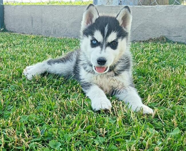 Siberian husky szczeniaczki z rodowodem gotowe do odbioru