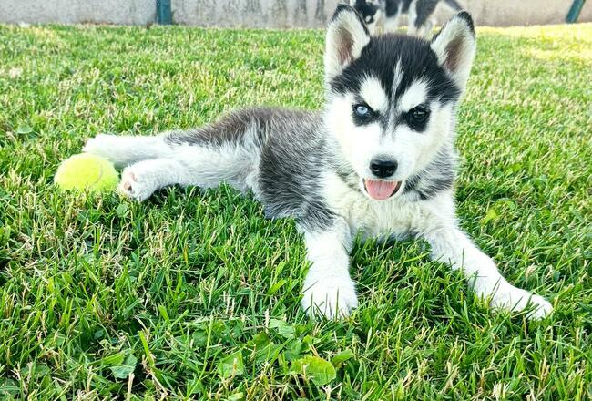 Cudowne szczeniaczki Siberian husky z rodowodem