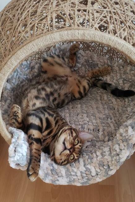 Reproduktor kot bengalski