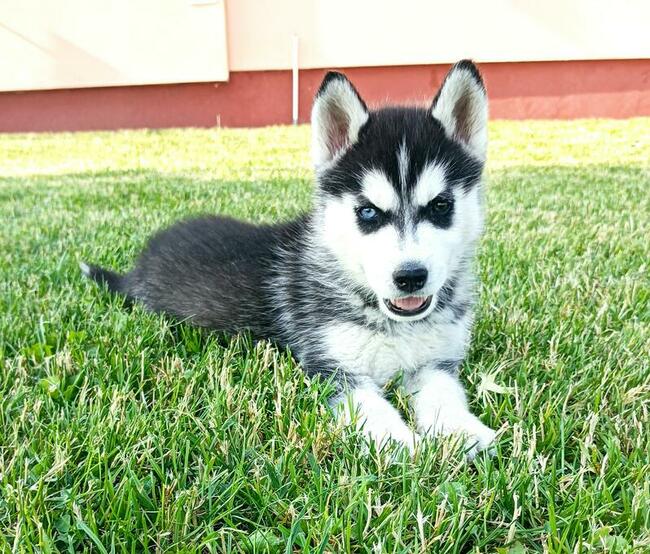 Cudowne szczeniaczki Siberian husky z rodowodem