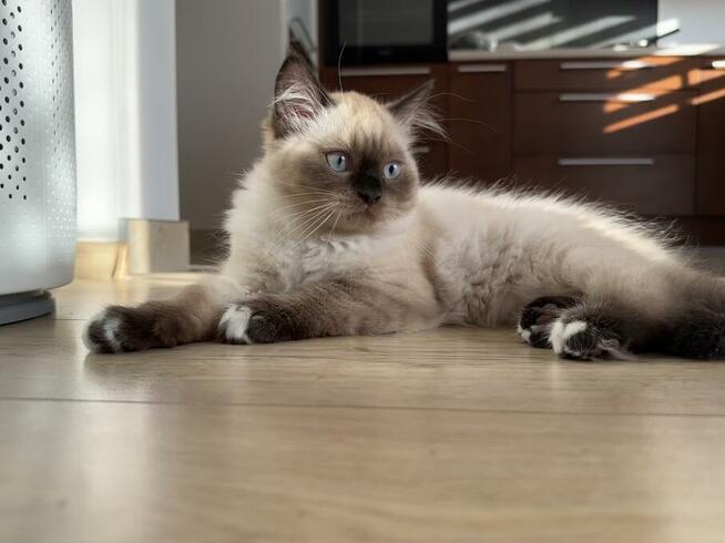 Kot Ragdoll