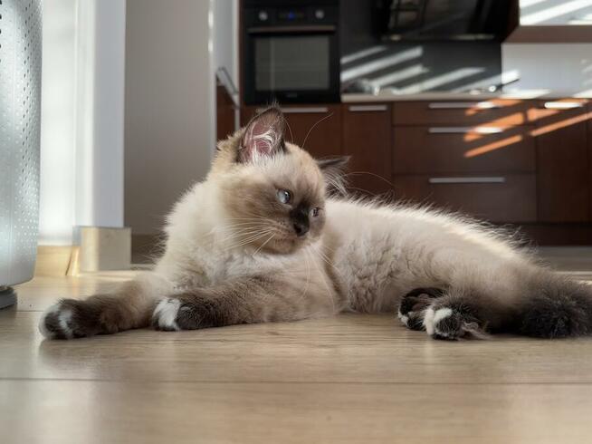 Kot Ragdoll