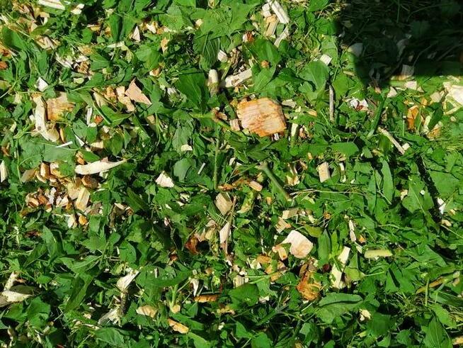 Rebakowanie drzew galezi