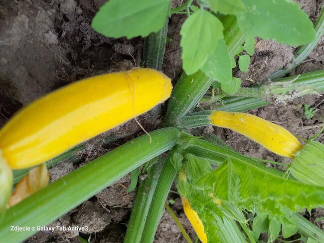 Warzywa Mleko Jajka od Gospodarza