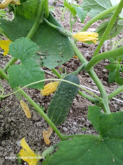 Warzywa Mleko Jajka od Gospodarza