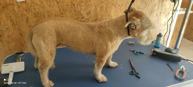 Groomer - Psi fryzjer