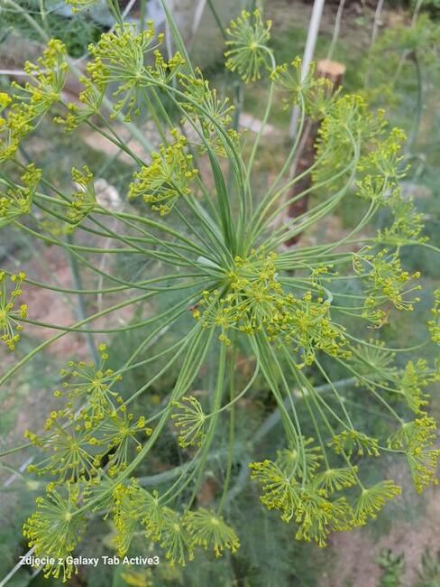 Warzywa Mleko Jajka od Gospodarza