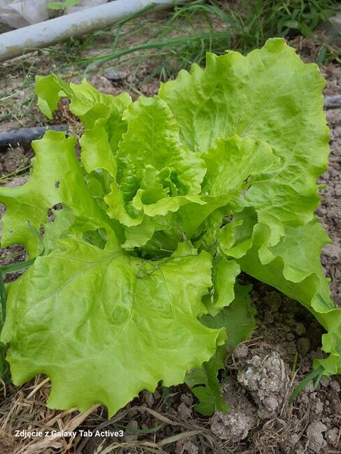 Warzywa Mleko Jajka od Gospodarza