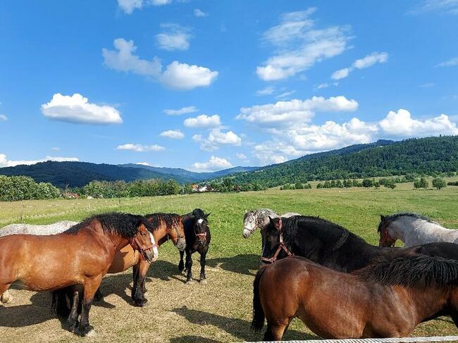 Ferie zimowe Dom wypoczynkowy Leśniczówka18 Węgierska Górka