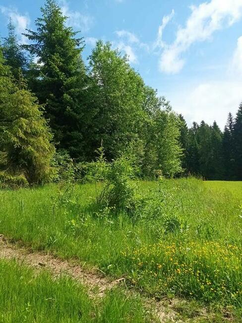 Działki rolne Załuczne