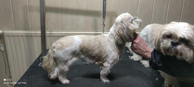 Groomer - Psi fryzjer