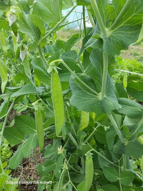 Warzywa Mleko Jajka od Gospodarza