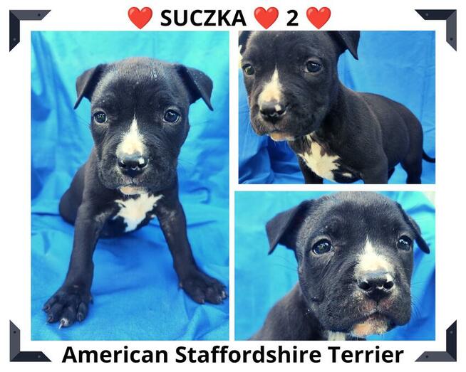 Piesek Pręgowany Mocnej Budowy