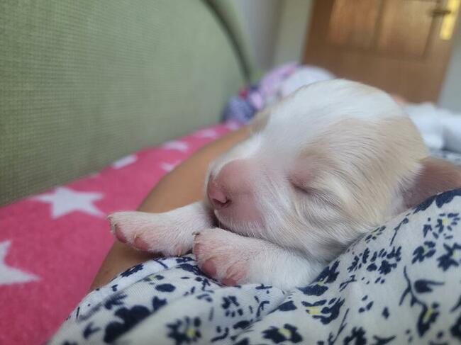 Border collie ZKwP / FCI ee red szczeniaki
