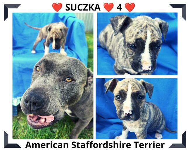 Amstaff Szczeniaki Zobacz