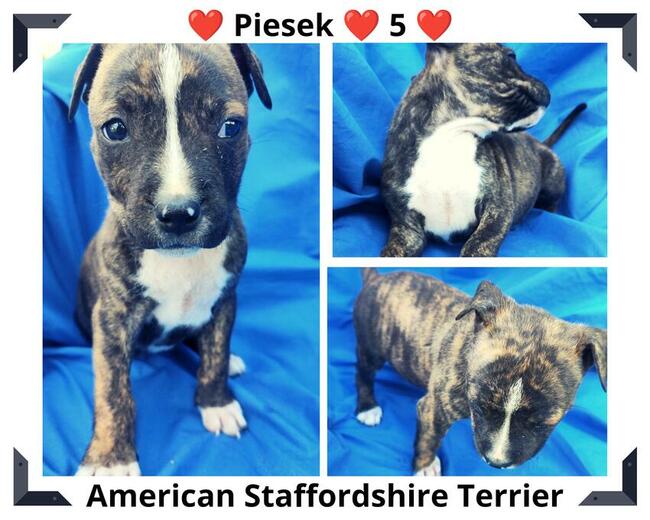 Amstaff Szczeniaki Zobacz