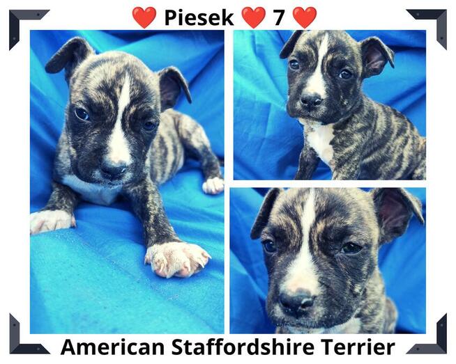 Amstaff piesek Czarno - Biały