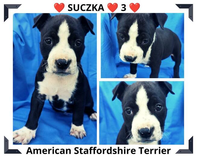 Amstaff piesek Czarno - Biały