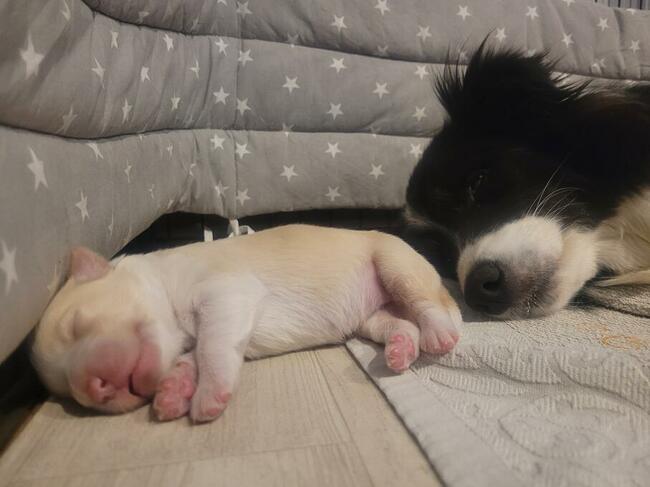 Border collie ZKwP / FCI ee red szczeniaki