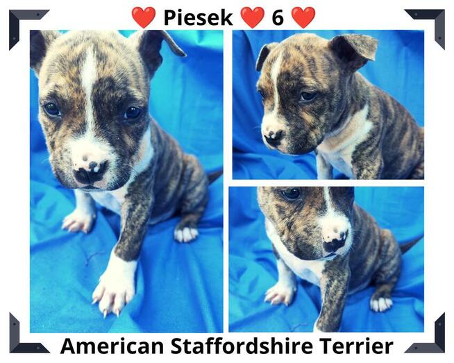 Amstaff piesek Czarno - Biały