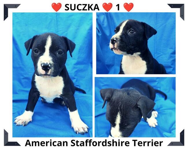 Amstaff Szczeniaki Zobacz