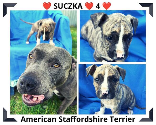 Piesek Pręgowany Mocnej Budowy