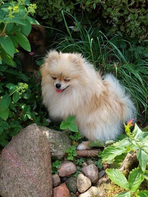 Pomeranian FCI ZKwP szpic miniaturowy