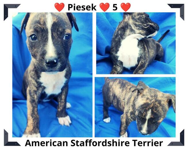 Amstaff piesek Czarno - Biały