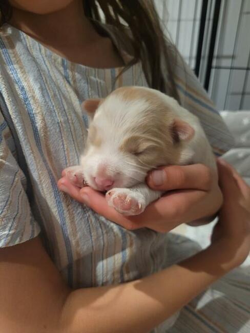 Border collie ZKwP / FCI ee red szczeniaki