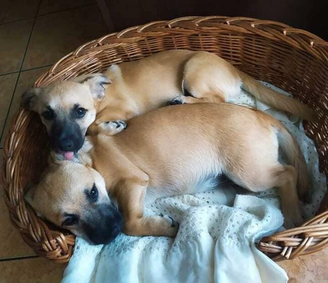 Alarm!!Frotka i Frytka piękne małe sunie proszą o dom