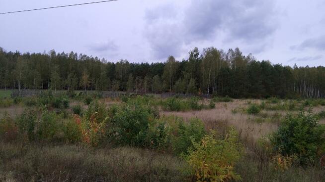 Puszcza Bialowieska , dzalka 23,2674