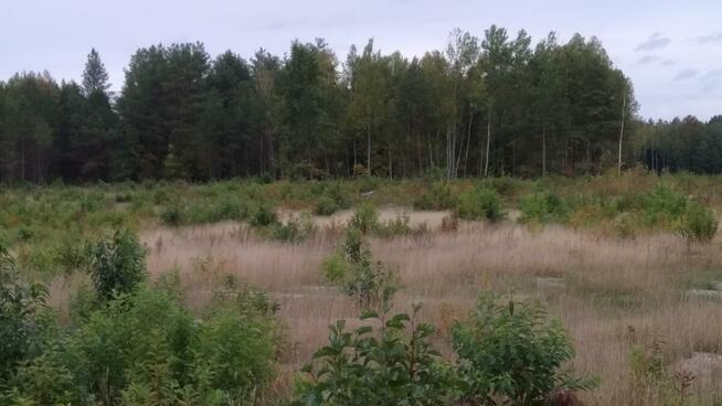 Puszcza Bialowieska , dzalka 23,2674