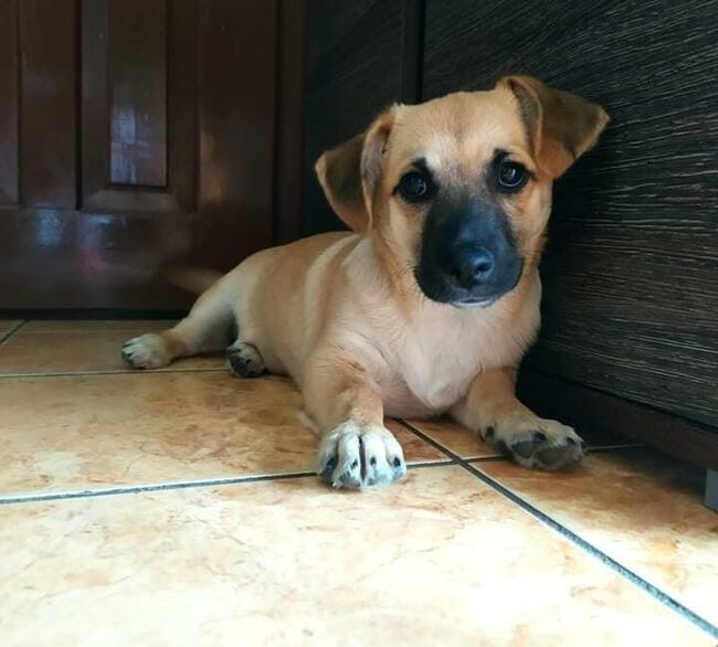 Alarm!!Frotka i Frytka piękne małe sunie proszą o dom