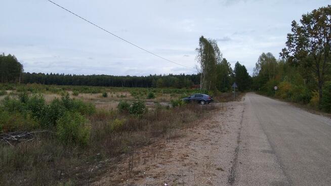 Puszcza Bialowieska , dzalka 23,2674