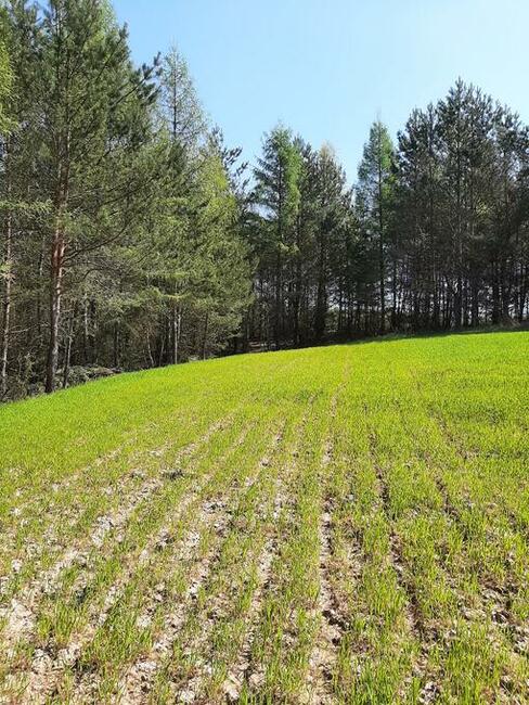 Działki budowlano-rekreacyjne pole