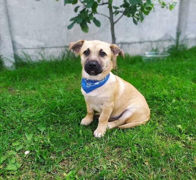 Alarm!!Frotka i Frytka piękne małe sunie proszą o dom