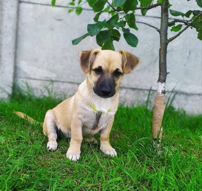 Alarm!!Frotka i Frytka piękne małe sunie proszą o dom