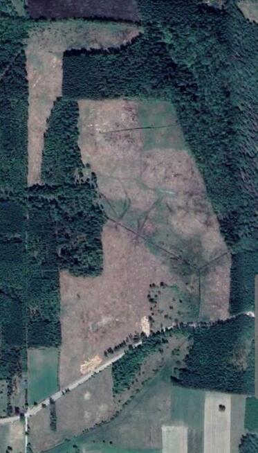 Puszcza Bialowieska , dzalka 23,2674