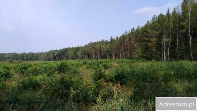 Puszcza Bialowieska , dzalka 23,2674