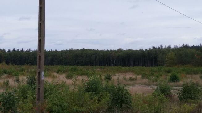 Puszcza Bialowieska , dzalka 23,2674