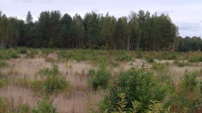 Puszcza Bialowieska , dzalka 23,2674